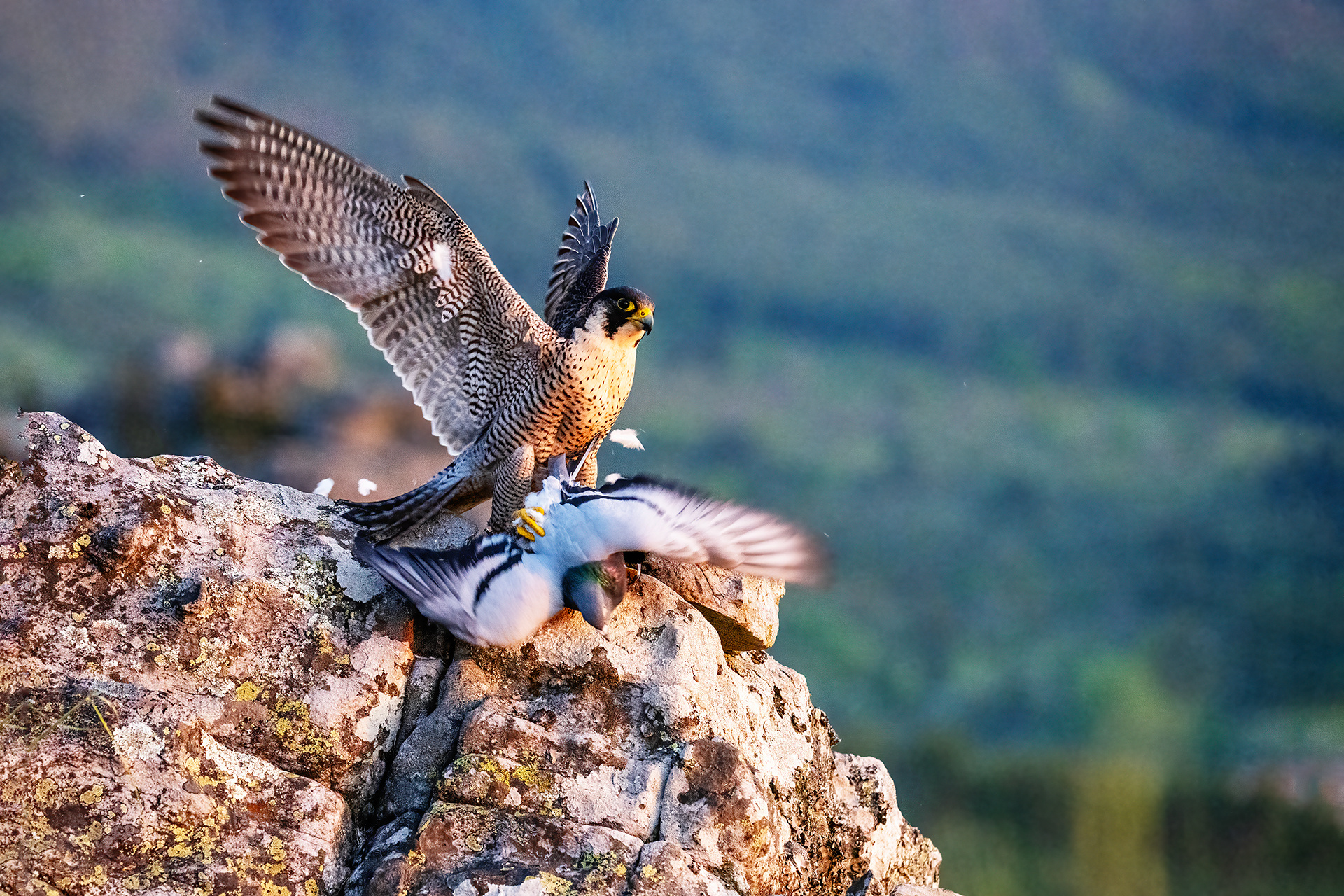 Halcón peregrino