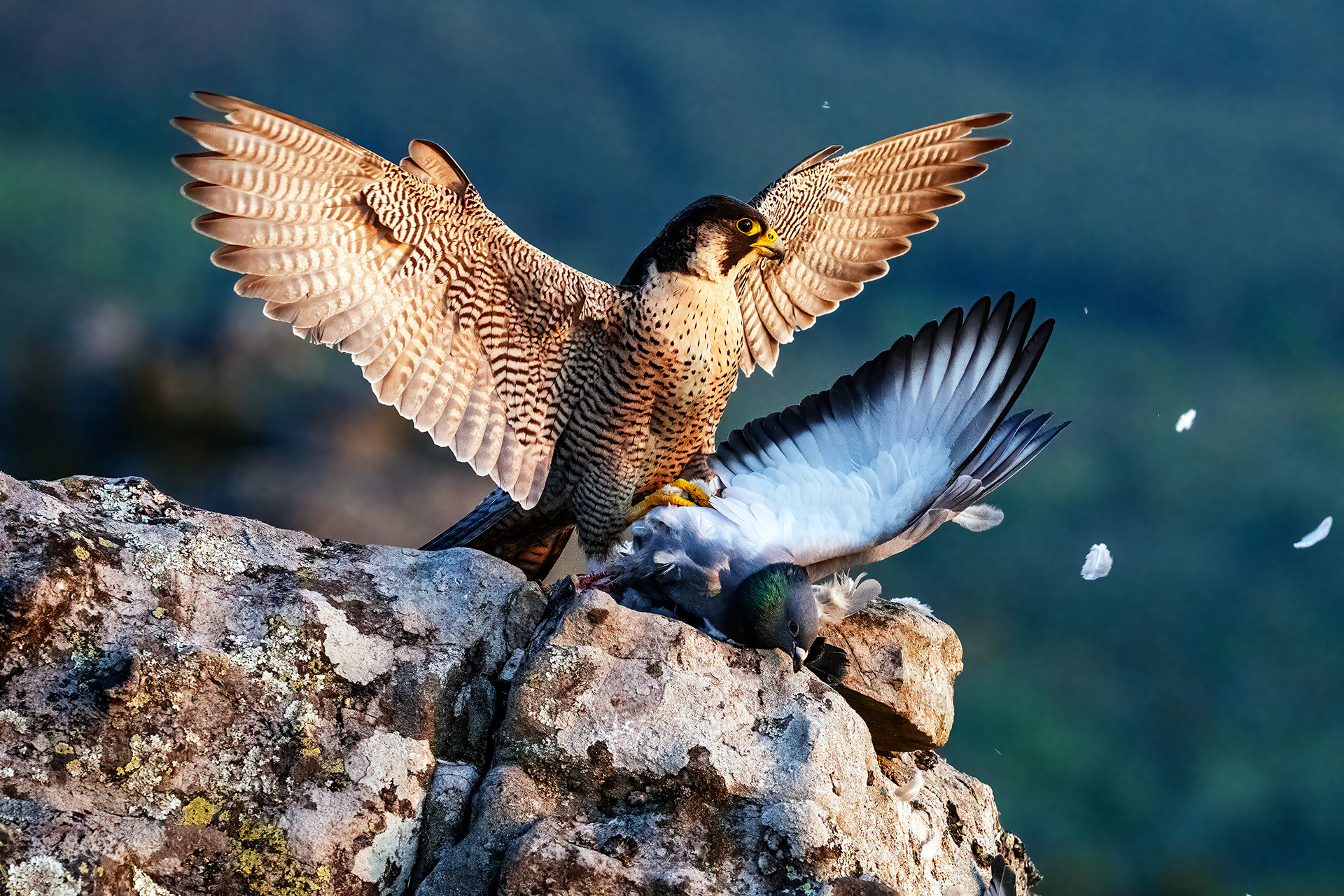 Halcón peregrino