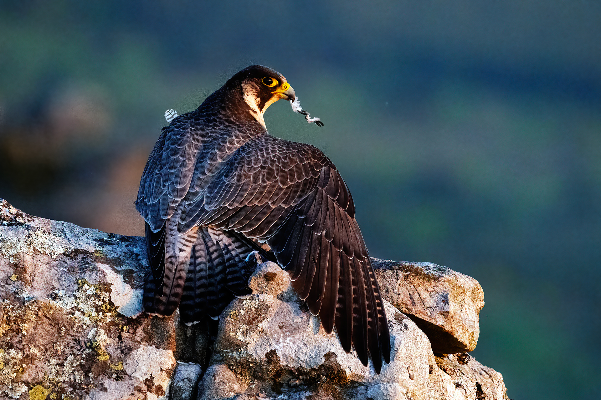 Halcón peregrino