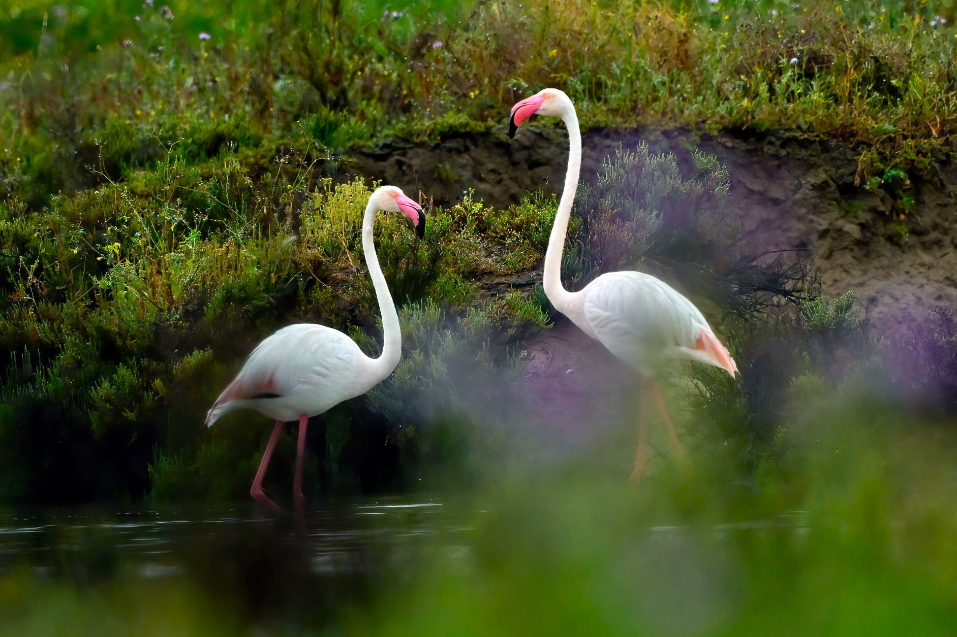Flamencos