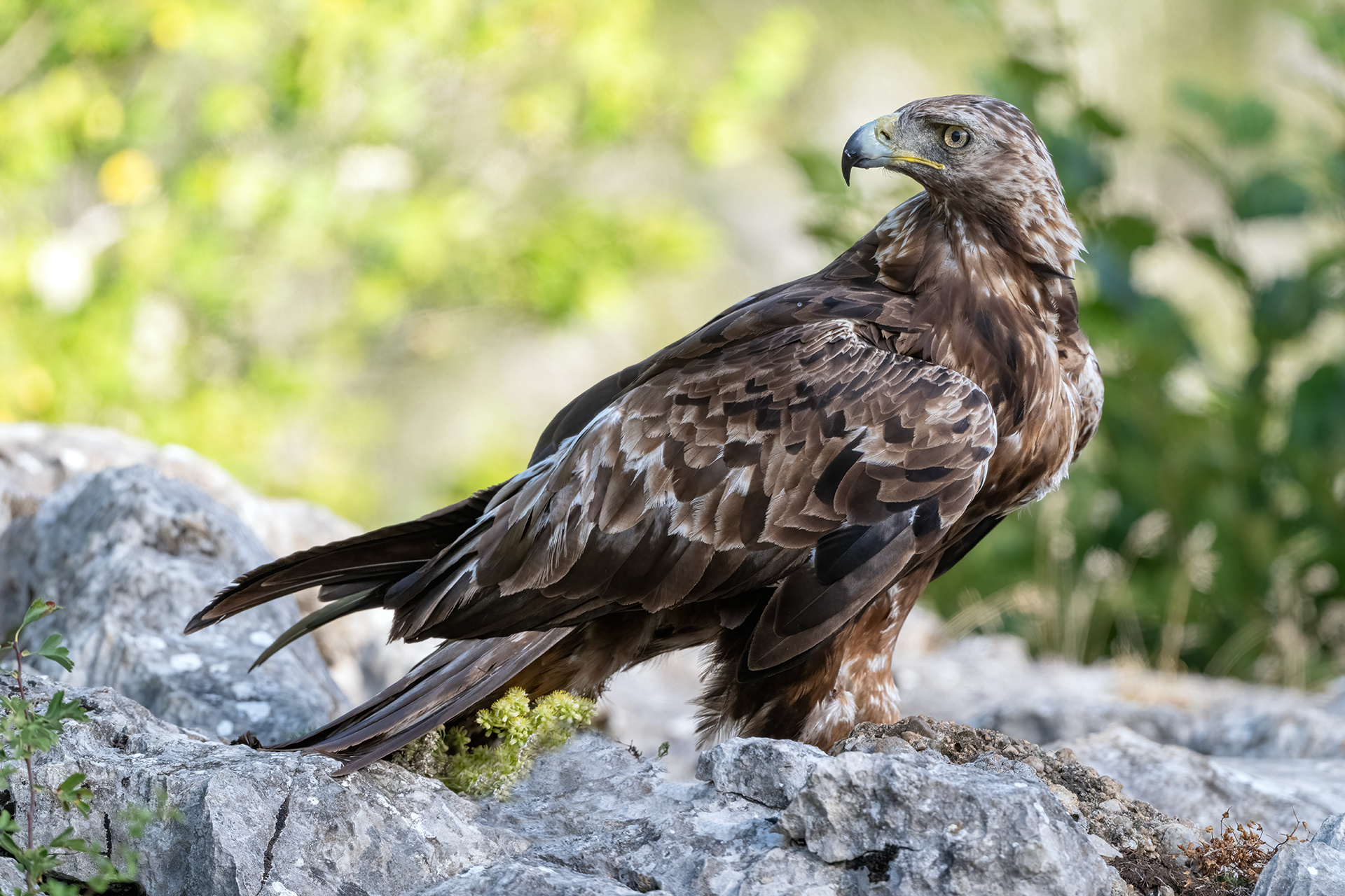 Aguila real