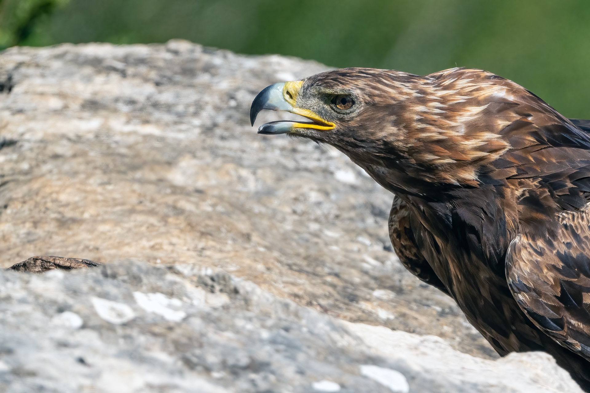 Aguila real