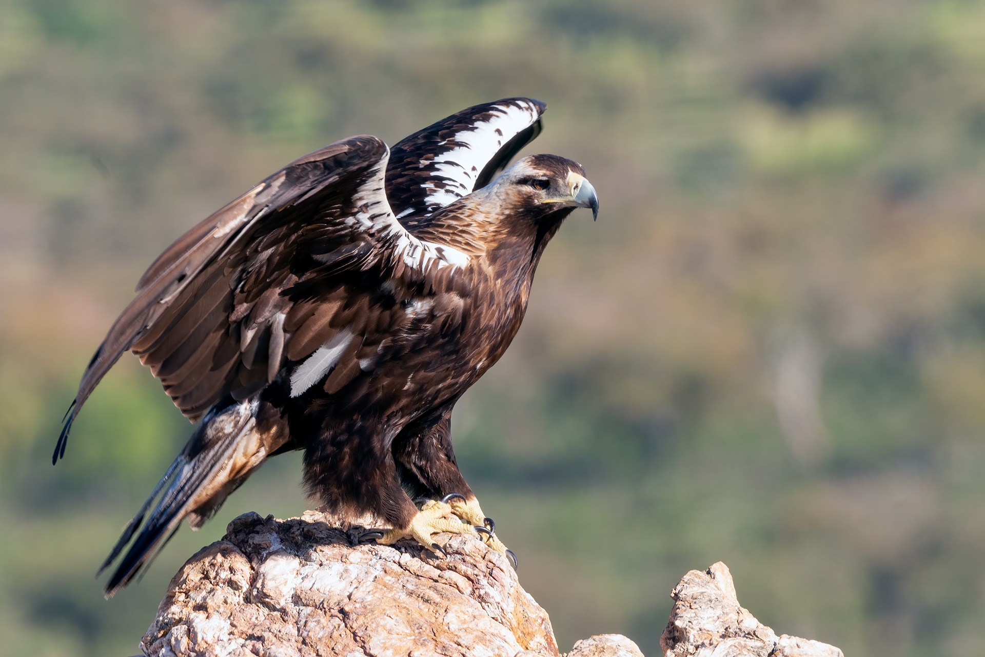 Águila imperia