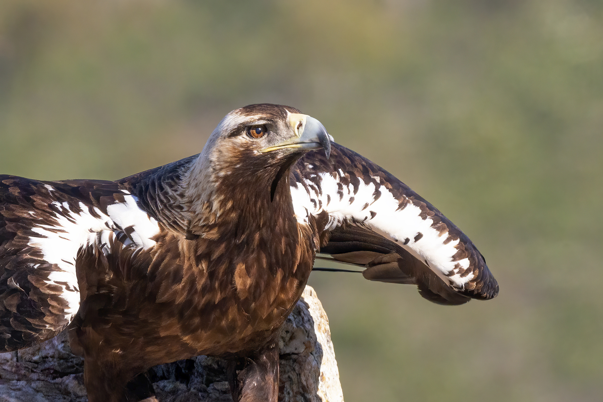 Águila imperia