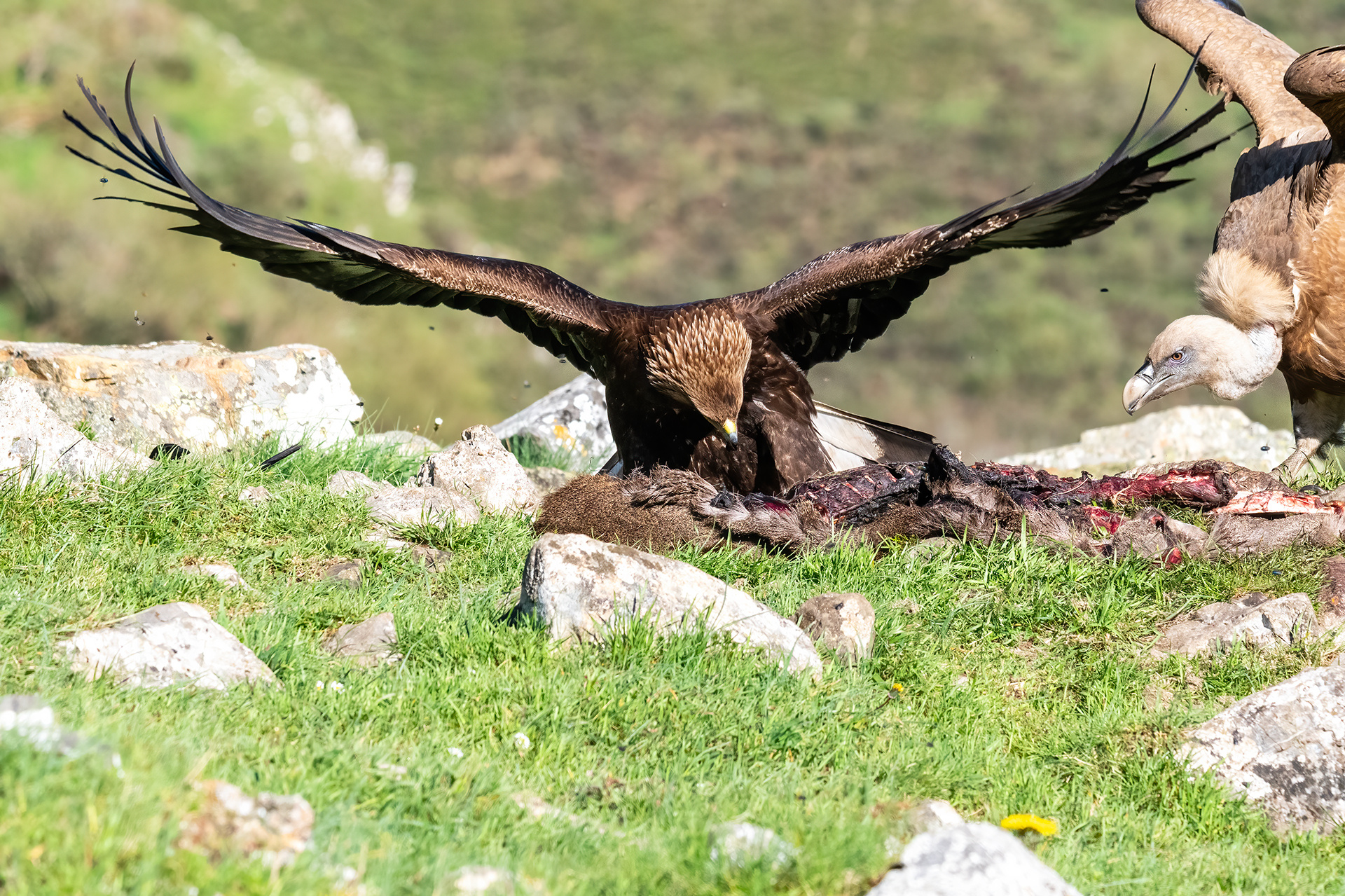 Águila real