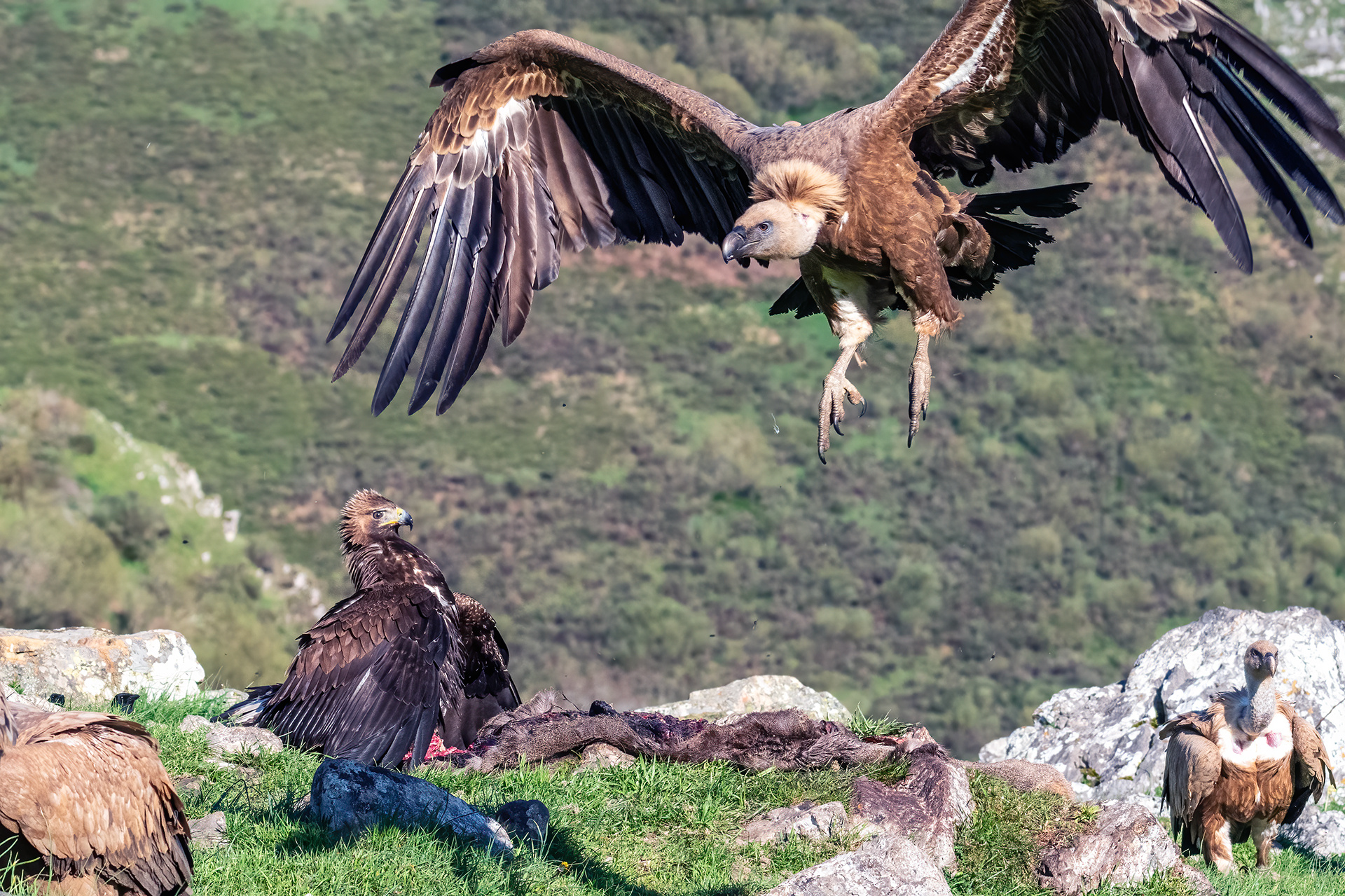 Águila real y Buitre