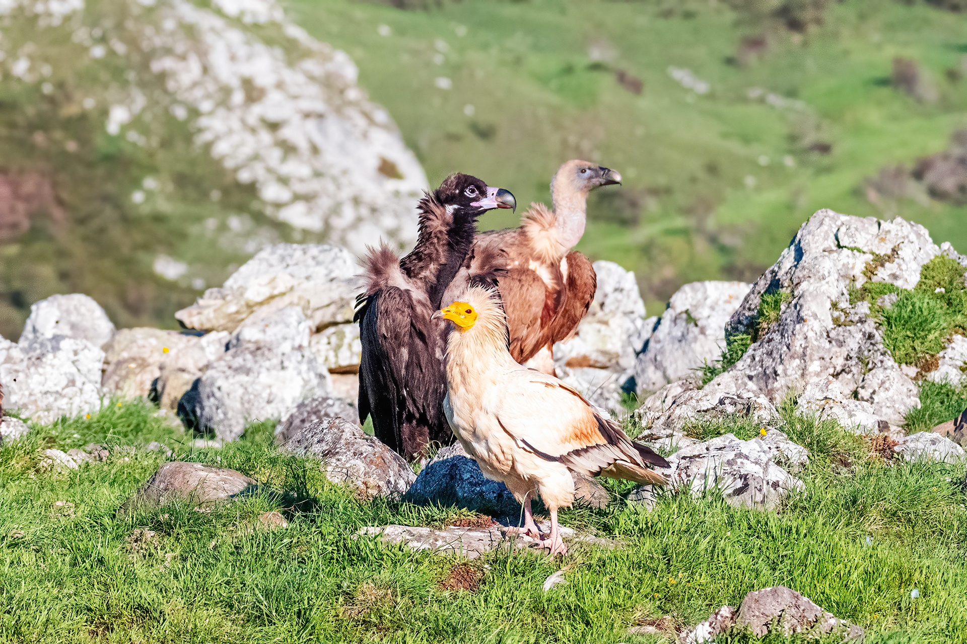 Los tres carroñeros