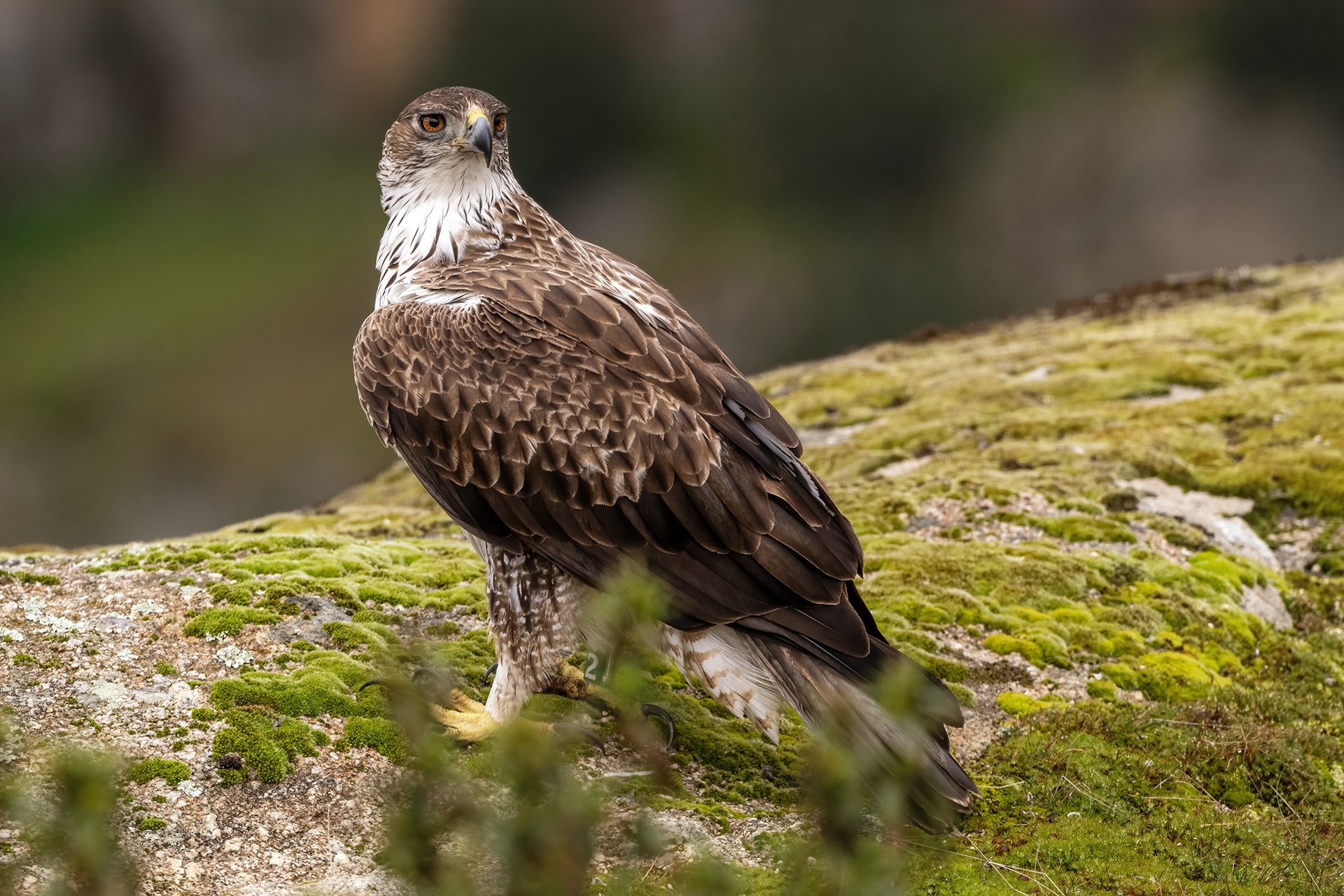 Águila perdicera