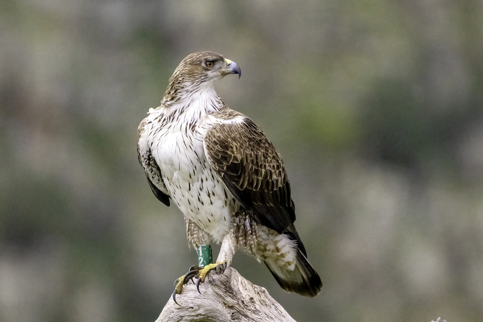 Águila perdicera