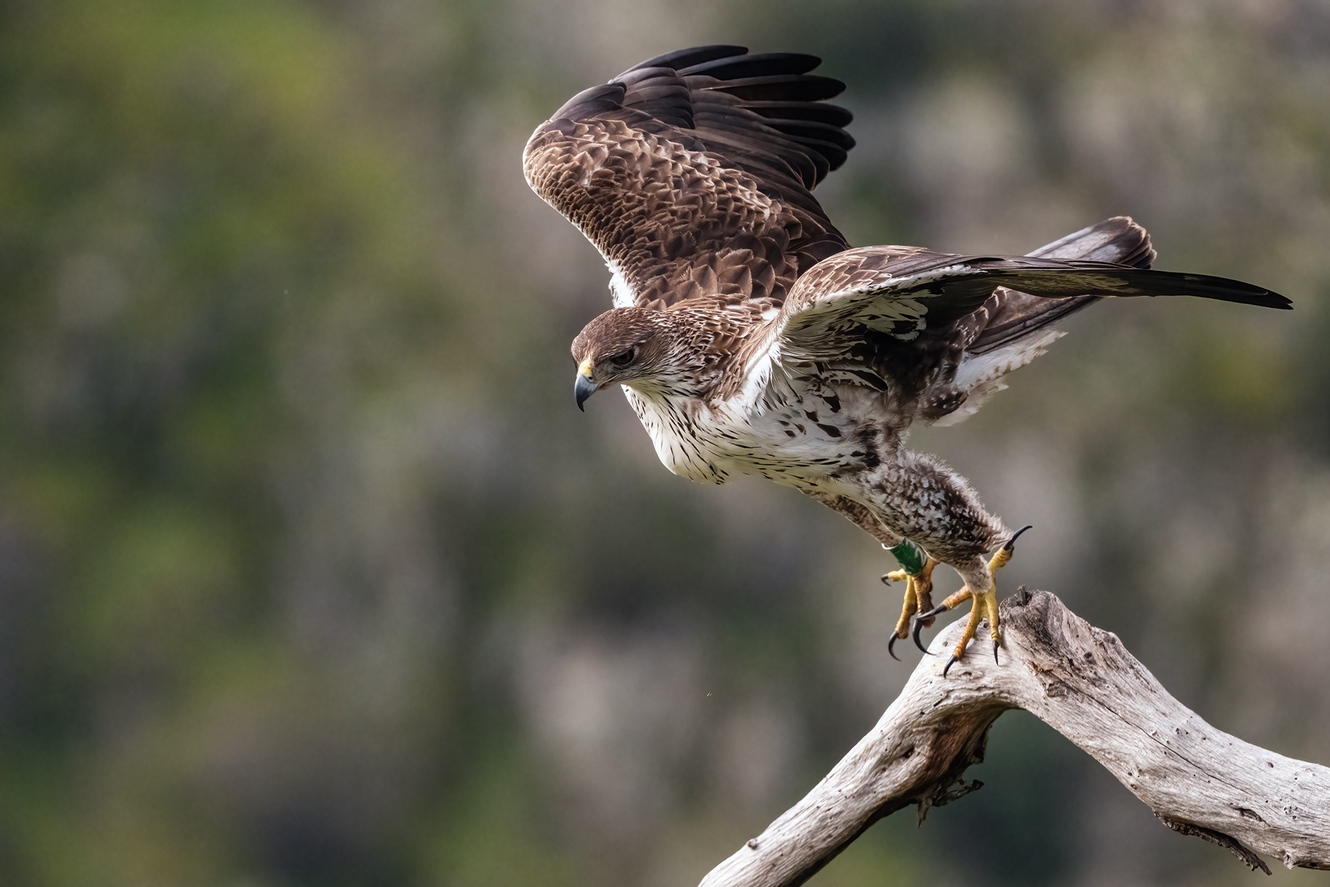 Águila perdicera