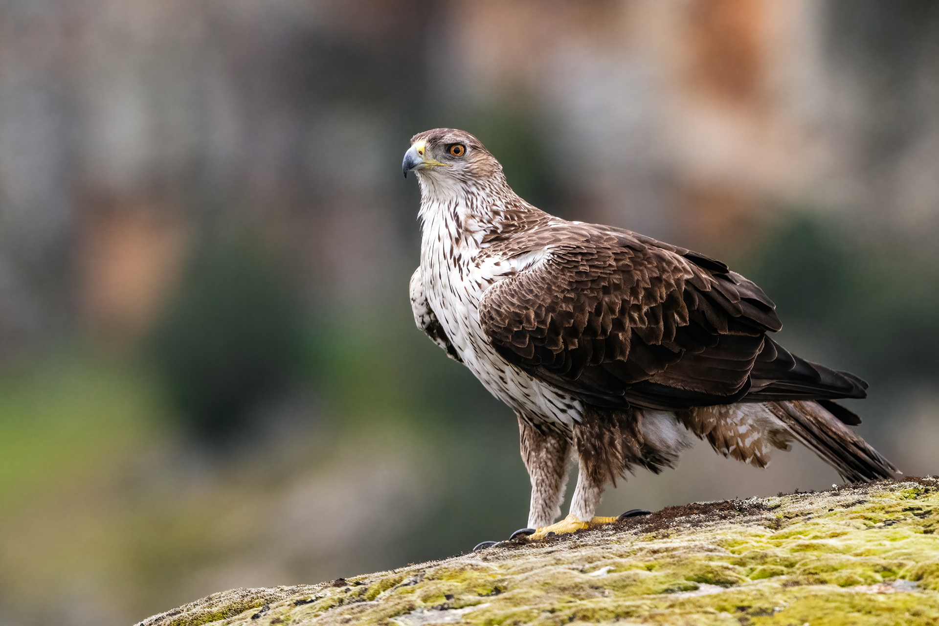 Águila perdicera