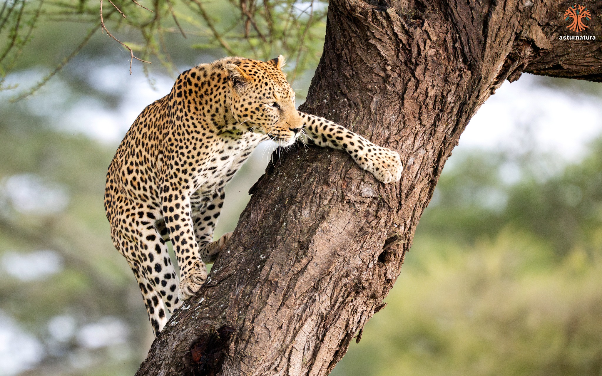 Leopardo