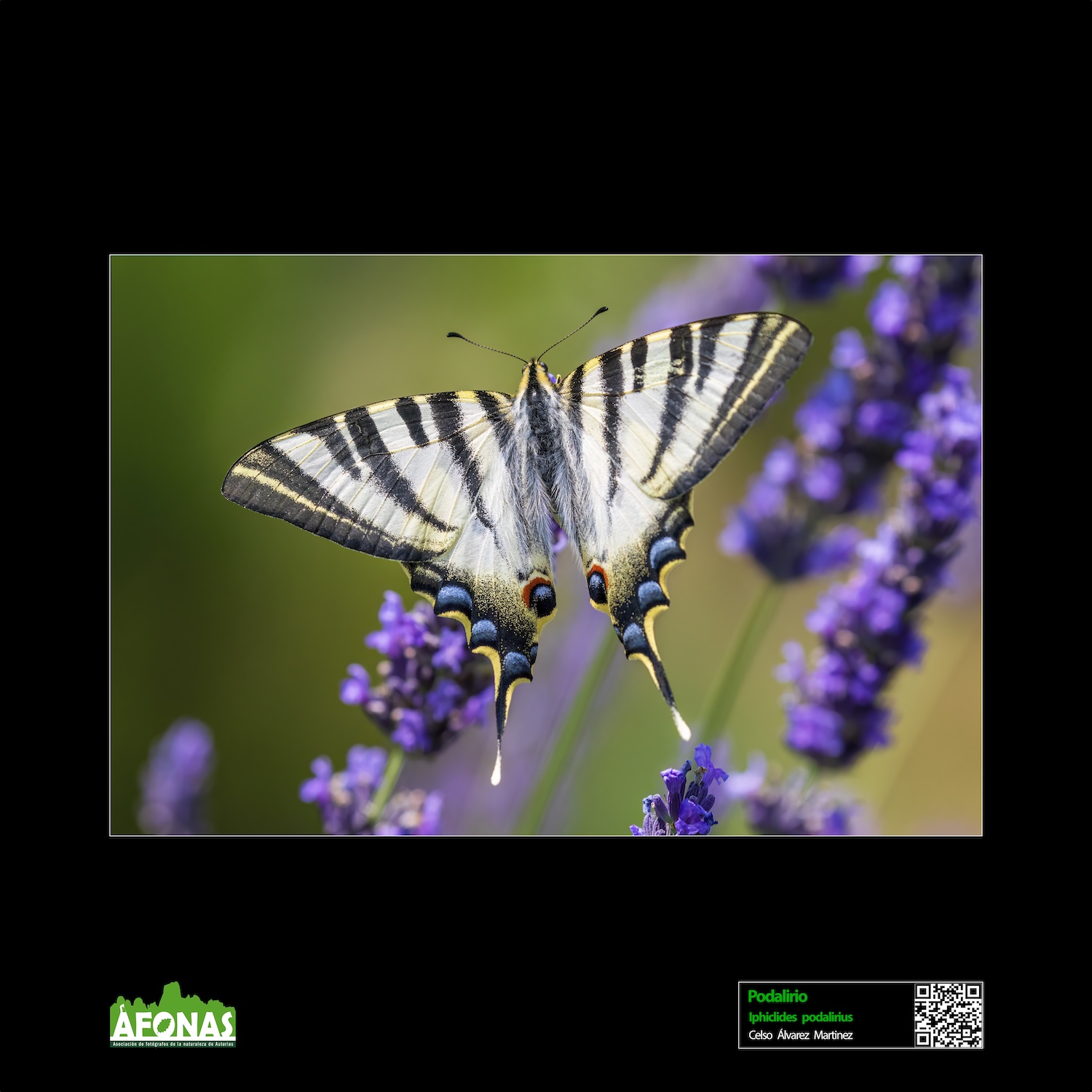 Podalirio - Celso Álvarez Martinez