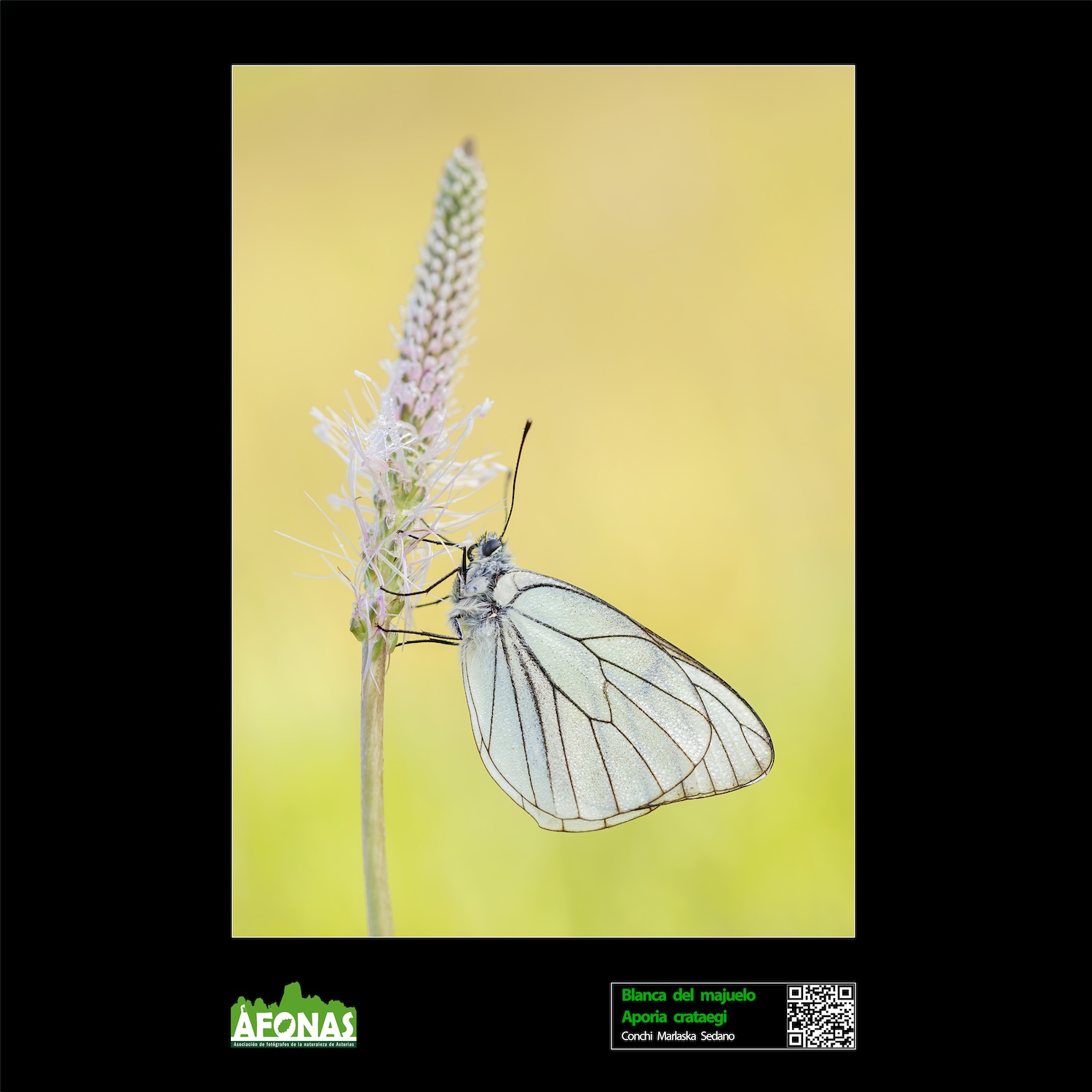 Blanca del majuelo - Conchi Malaska Sedano