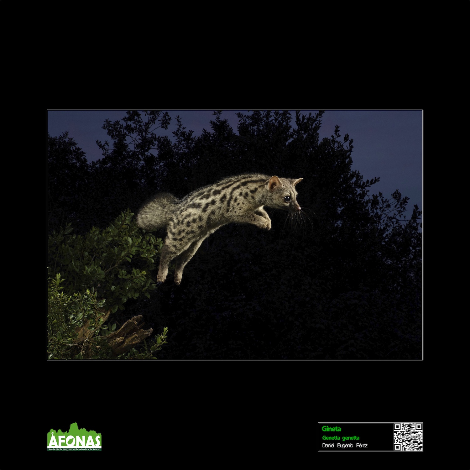 Gineta - Daniel Eugenio Pérez