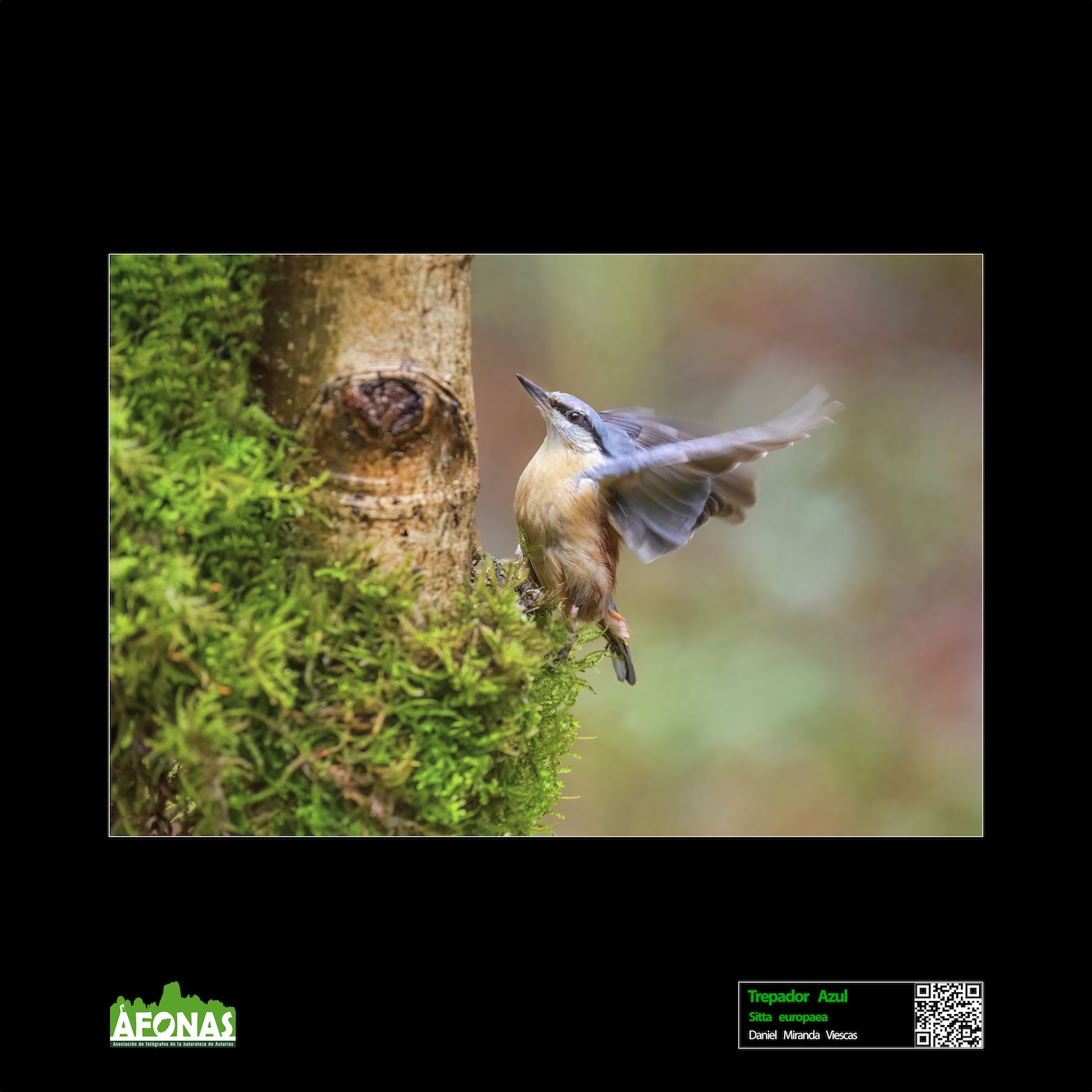 Trepador Azul - Daniel Miranda