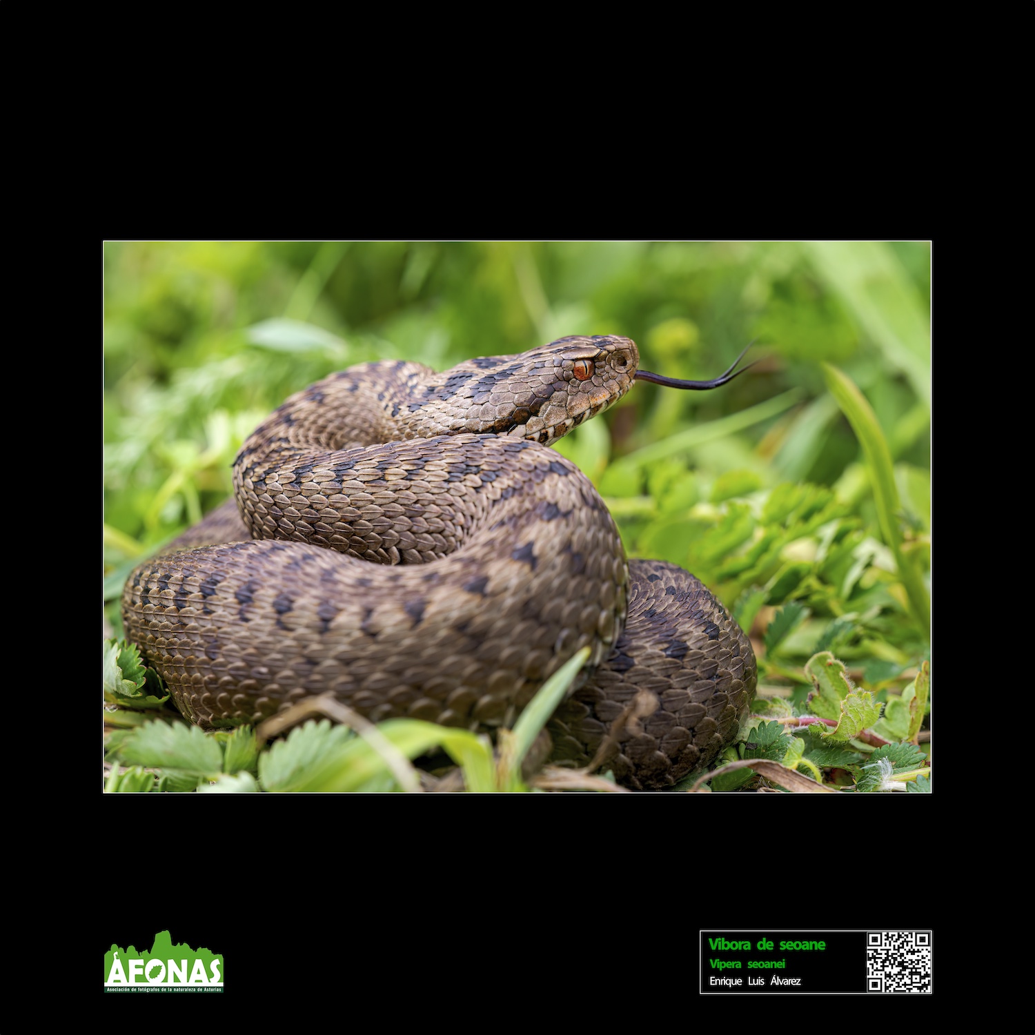 Vibora de seoane - Enrique Luiz Álvarez