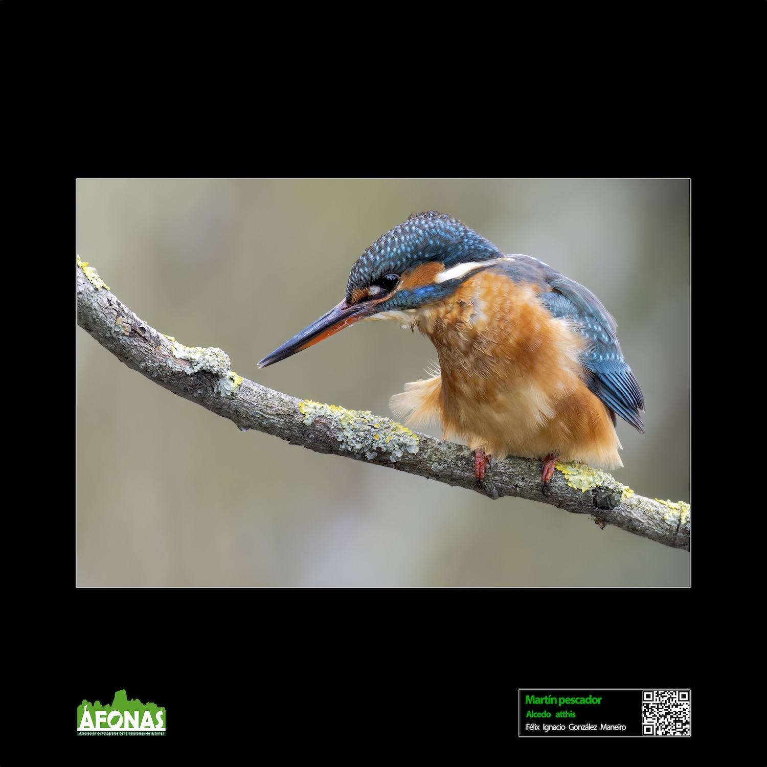 Martín pescador - Feliz Ignacio González Maneiro