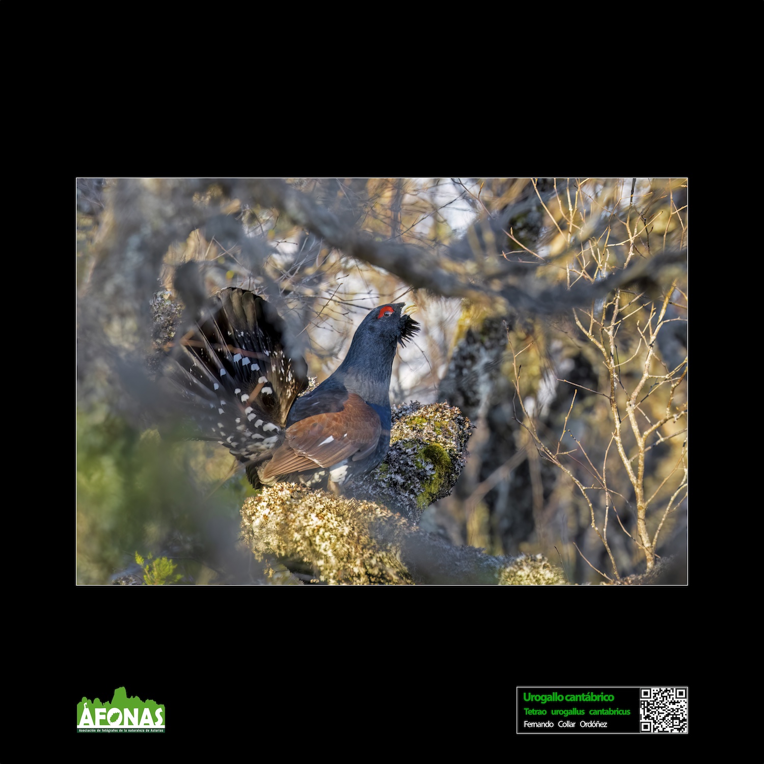 Urogallo cantábrico - Fernándo Collar Ordóñez