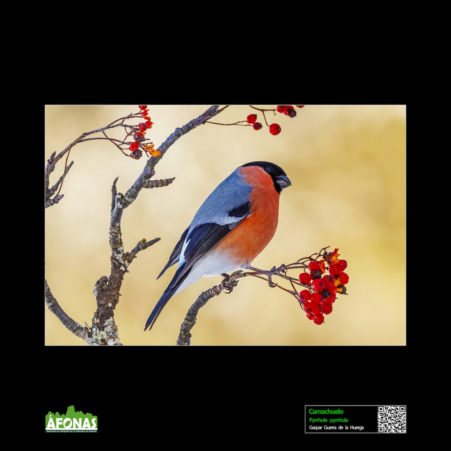 Camachuelo - Gaspar Guerra de la Huerga