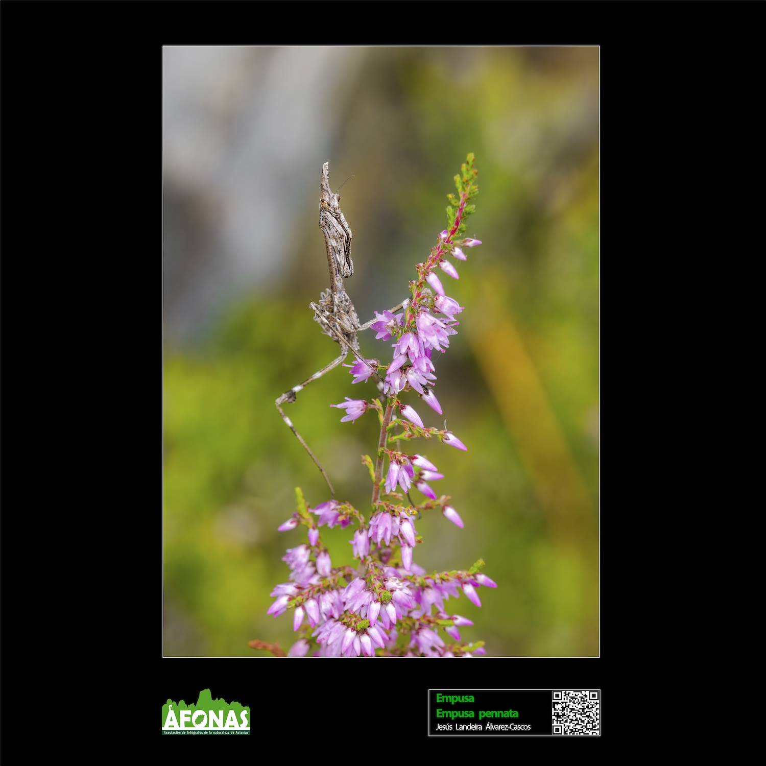 Empusa - Jesús Landeira Álvarez-Cascos