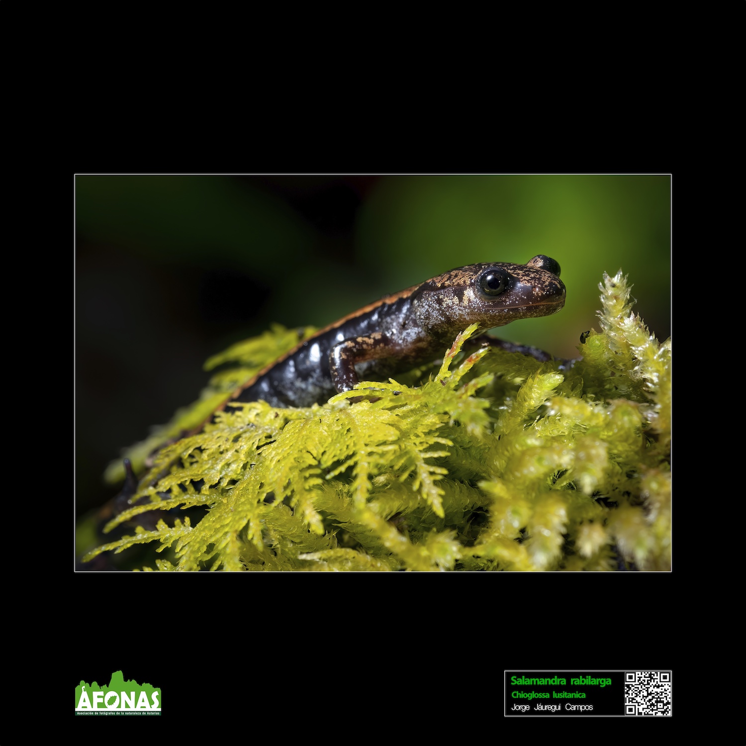 Salamandra rabilarga - Jorge Jáuregui Campos