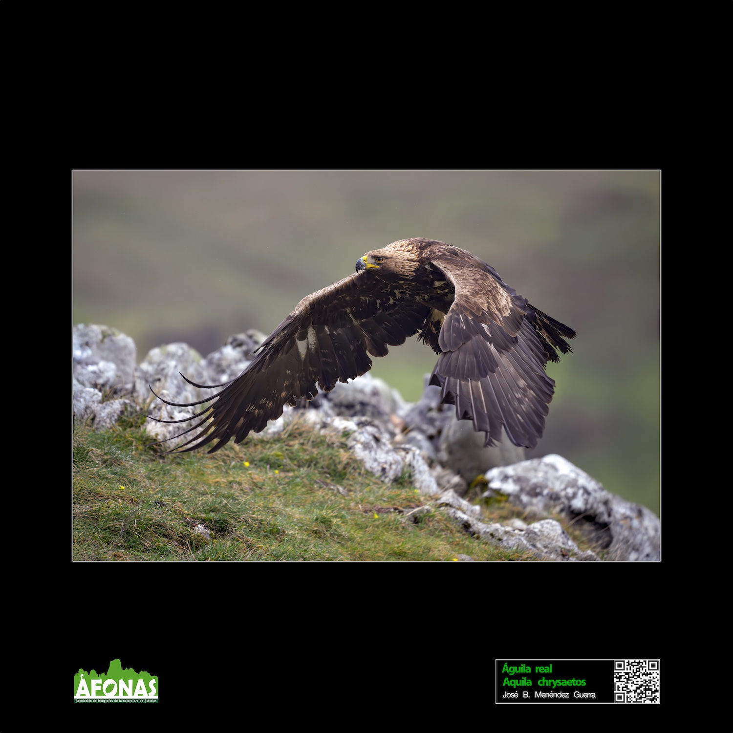 Águila real - José B. Menéndez Guerra