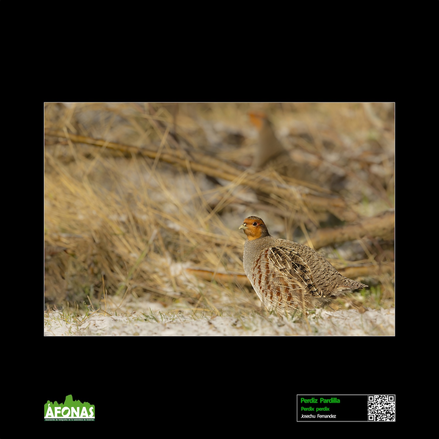 Perdiz pardilla - Josechu Fernández