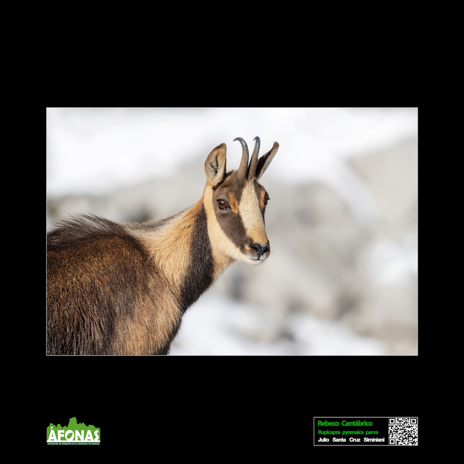 Recebo cantábrico - Julio Santa Cruz Siminiani