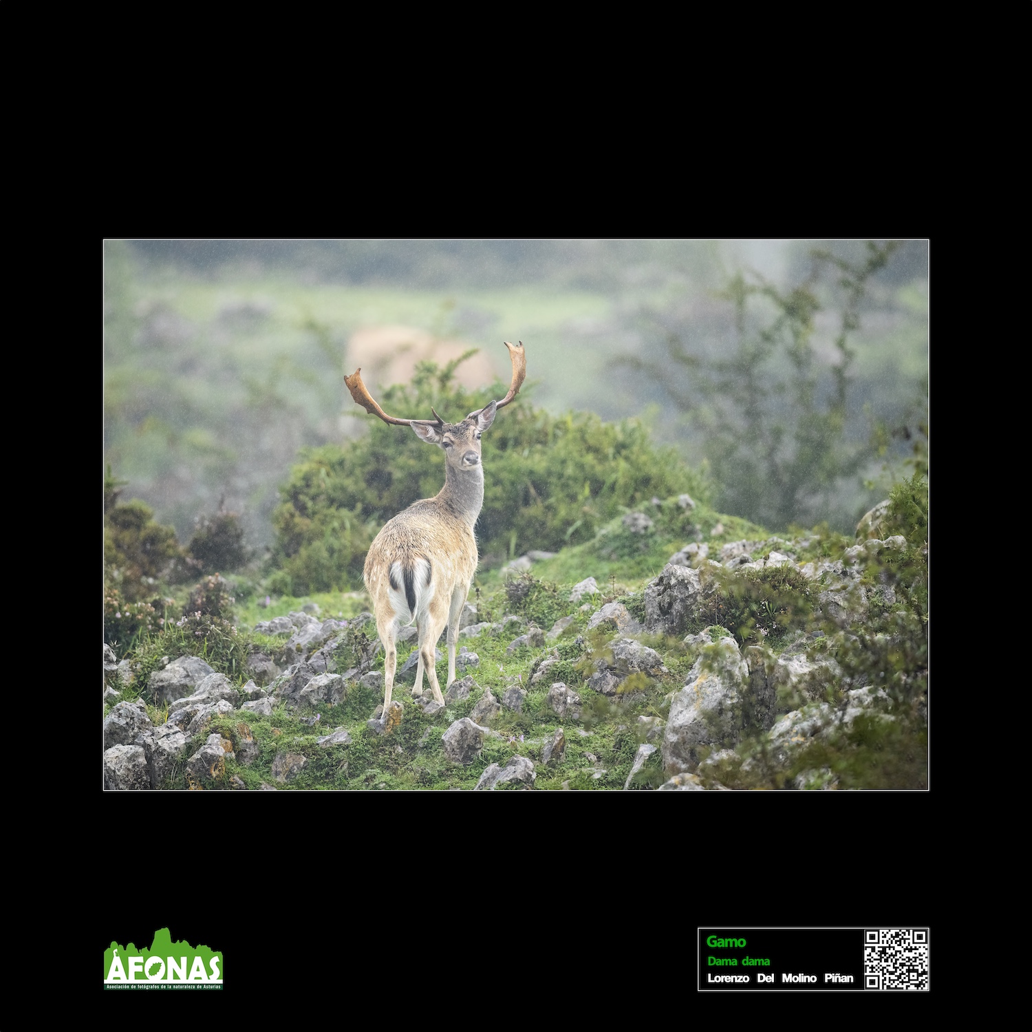 Gamo - Lorenzo Del Molino Piñan