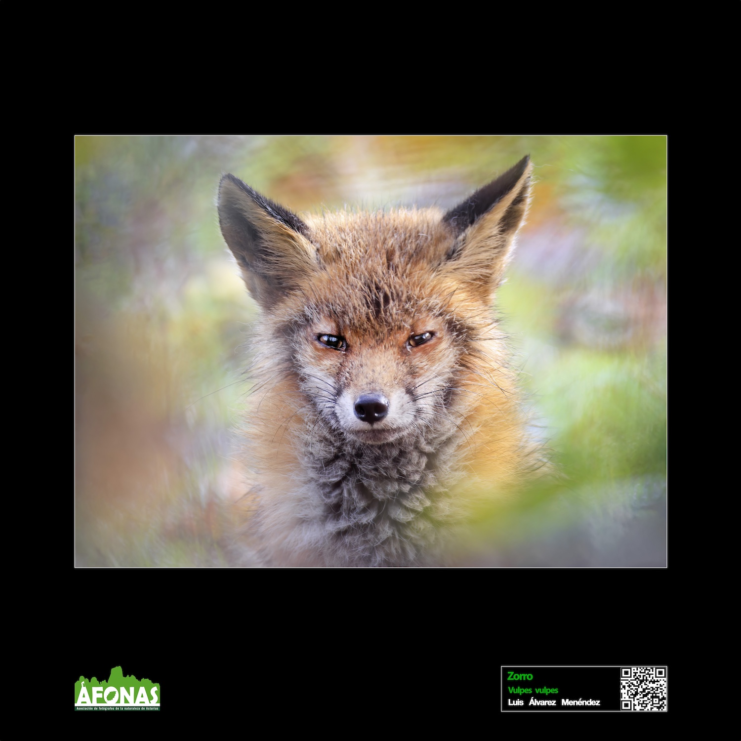 Zorro - Luis Álvarez Menéndez