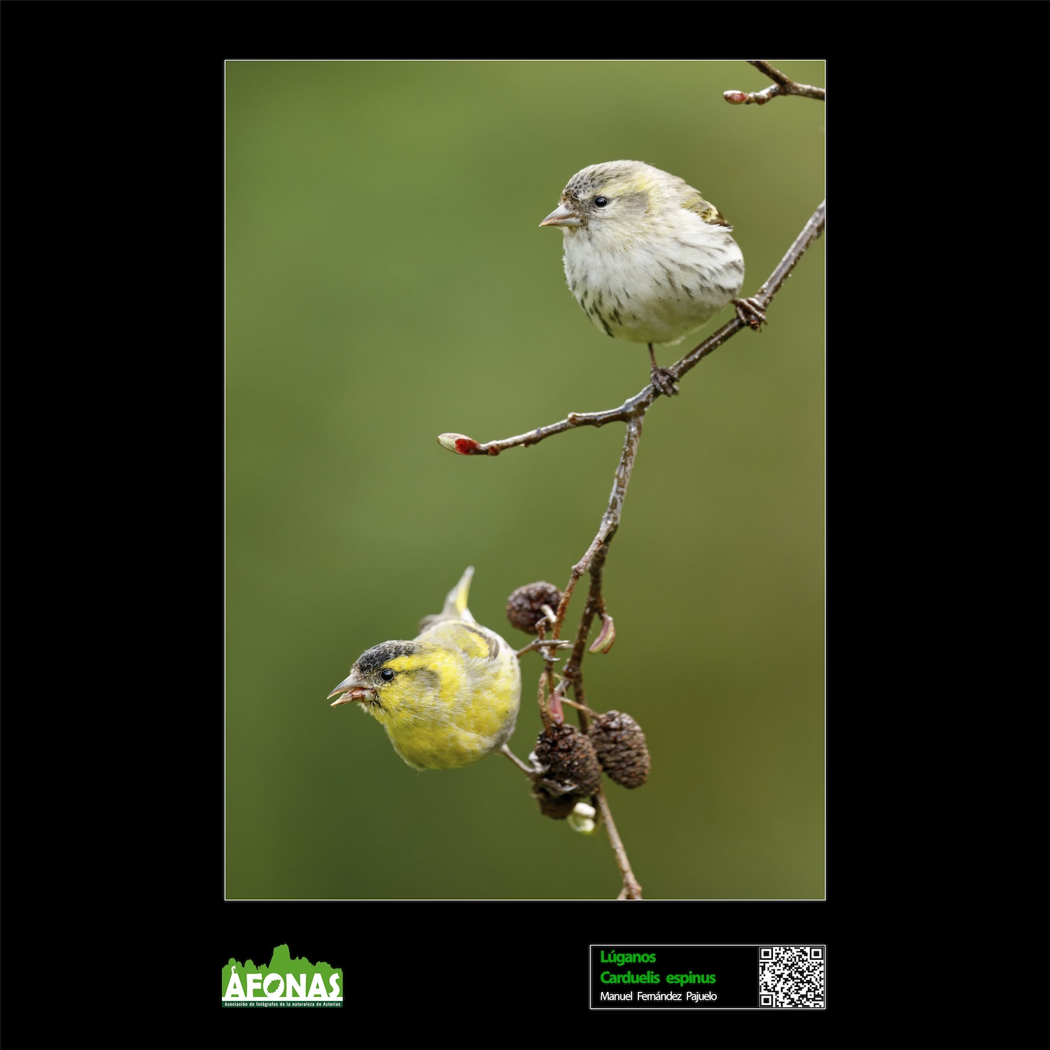 Lúganos - Manuel Fernández Pajuelo