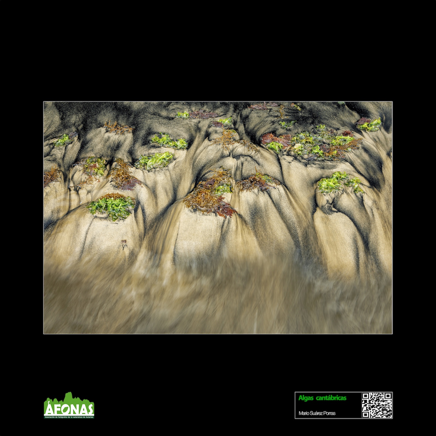 Algas cantábricas - Mario Suarez Porras