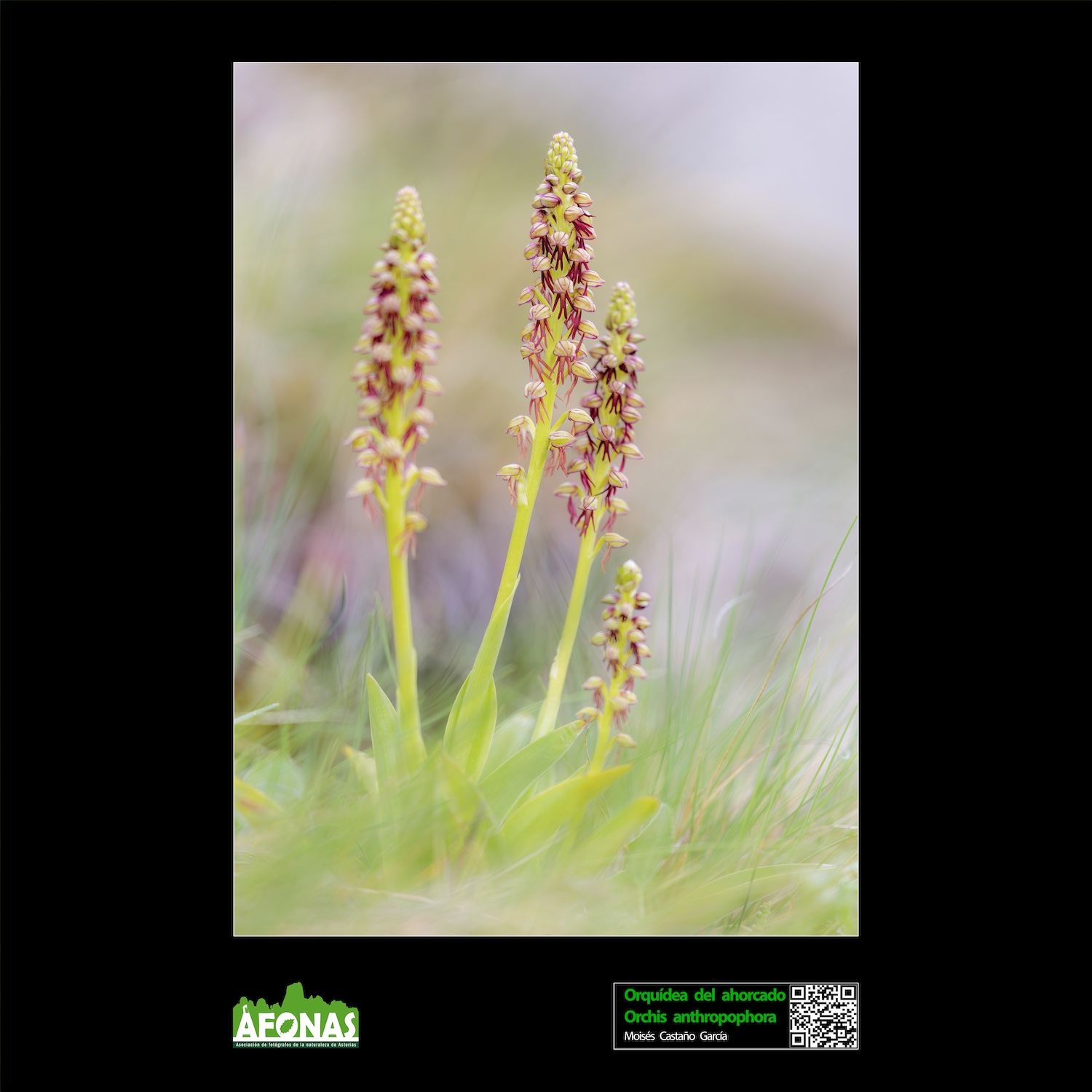 Orquídea del ahorcado - Moisés Castaño García