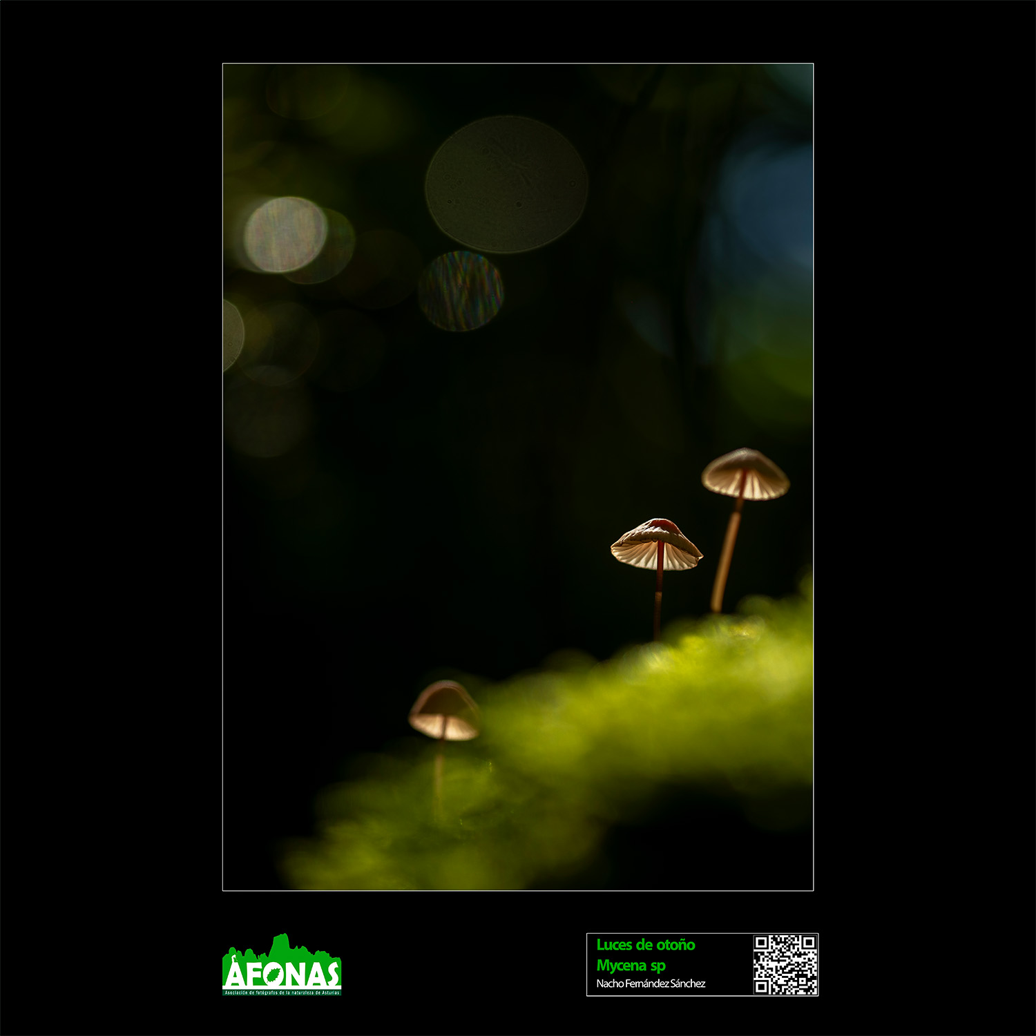 Nacho Fernández - Luces de otoño