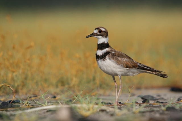 "Charadrius vociferans", chorlito tíldio.