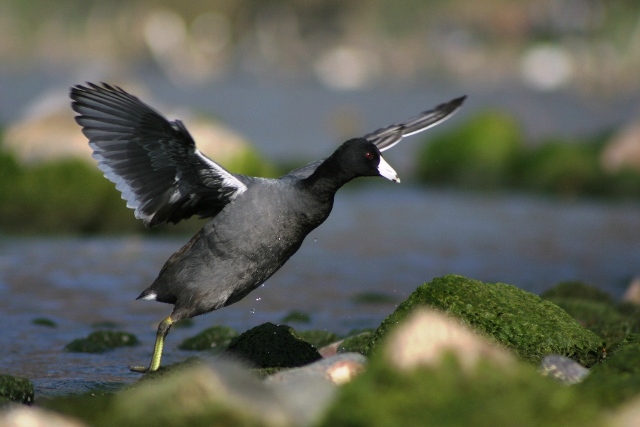 "Fulica americana", gallareta americana.