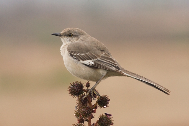 "Mimus polyglottos", cenzontle.