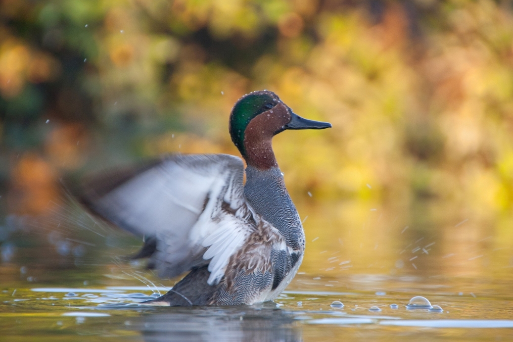 "Anas crecca", cerceta de alas verdes.