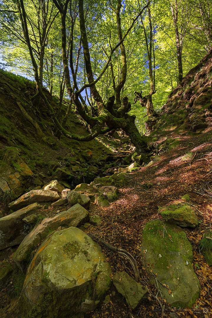 Parque natural de Gorbeia-Gorbea
