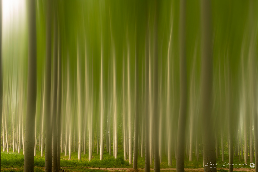 Bosque con un efecto especial