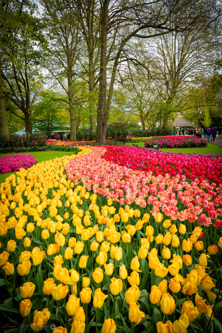 Variedad en tulipanes