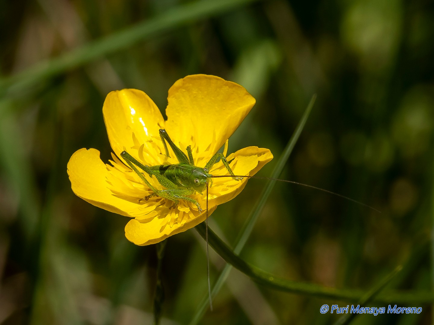 Saltamontes-Ran&uacute;nculo