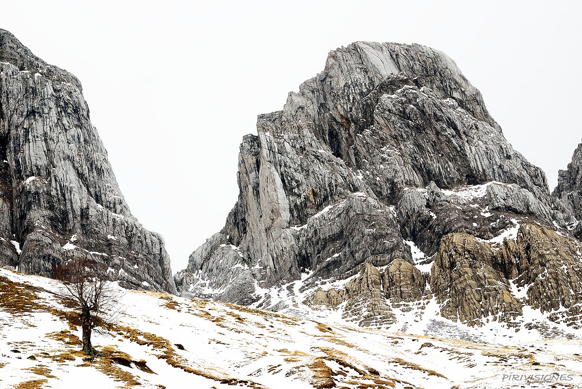 pirivisiones; Sierra d´Alano - Haya solitaria (Fagus sylvatica) bajo el Achar d´Alano