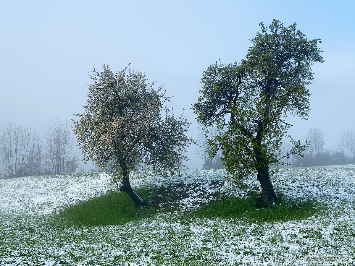 pirivisiones; Alto Gallego; Aragón; España; Huesca; Montaña; Piedrafita de Jaca; Pirineos; Pyrenées; Senderismo; Sierras Interiores; Valle de Tena; Zona Subpirenaica Meridional; Primavera; Sierra 