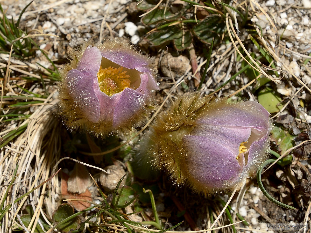 pirivisiones; Montaña; Pirineos; Pyrenées; Senderismo; Ascension; España; Espot; Lleida; Pallars Sobirá; Vall de l´Escrita; Vall de Peguera; Parc Nacional d´Aigüestortes i Estany de Sant Mauric
