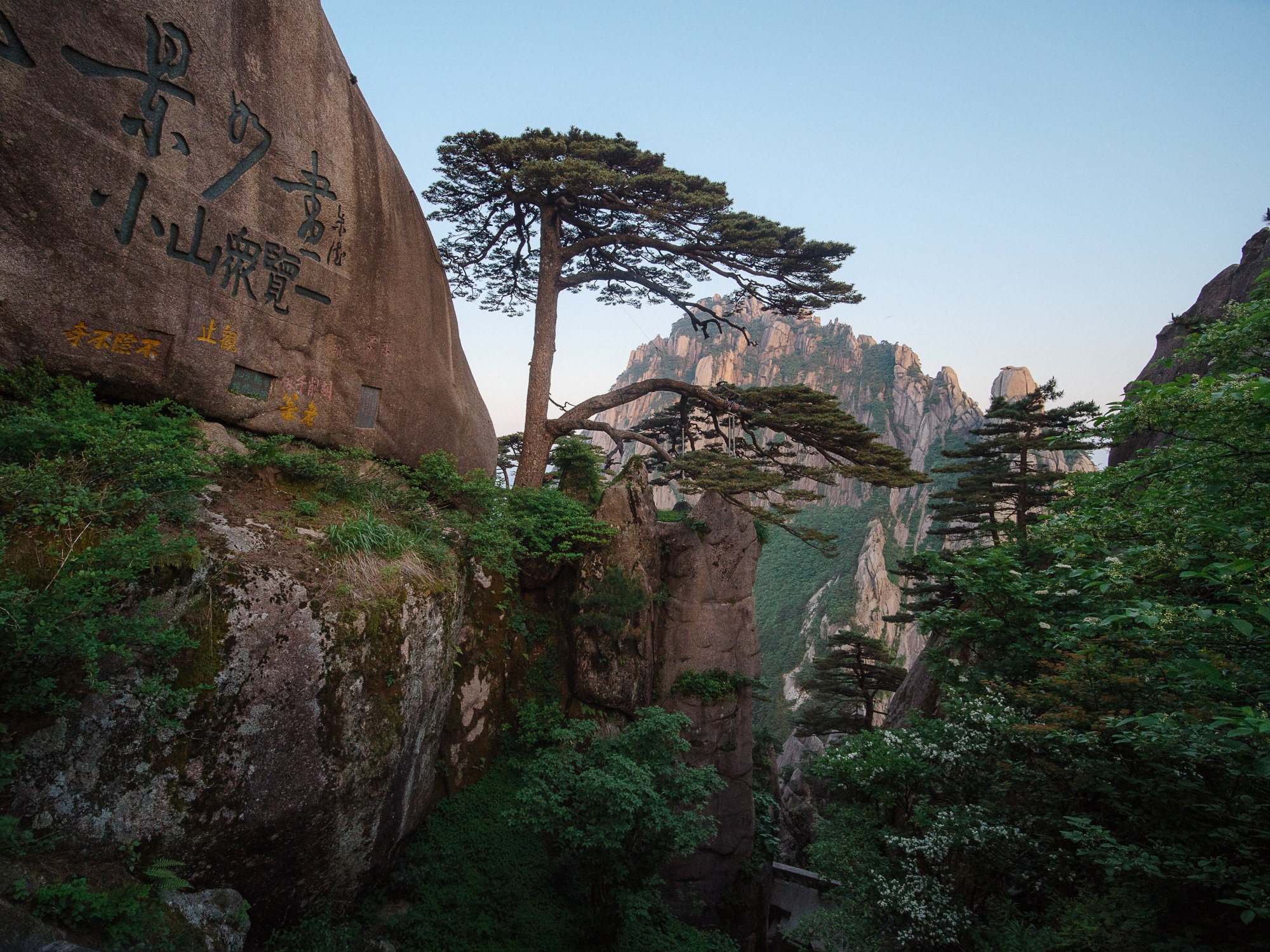 Yingkesong (Pino de Bienvenida - Huangsan)