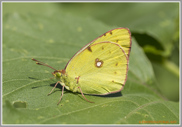 Paz- Colinas croceus