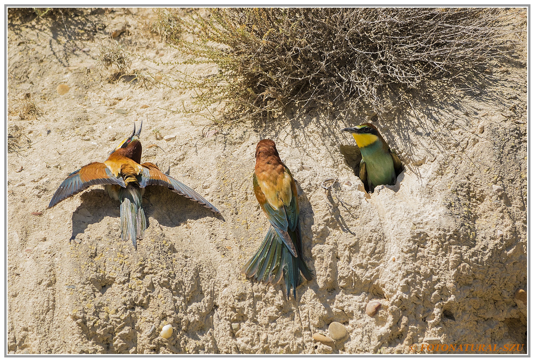 Explotación familiar