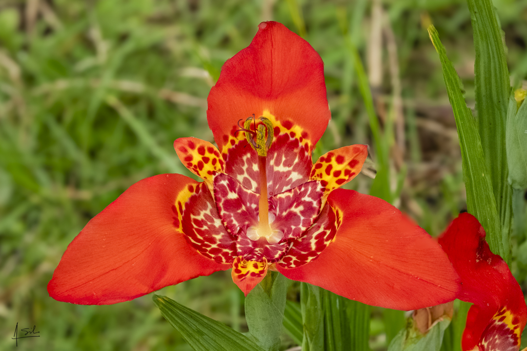 Flor Tigre.   Tigridia pavonia.  Reserva Verde Plata.  Pance Cali Colombia